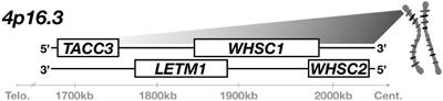 Wolf-Hirschhorn Syndrome-Associated Genes Are Enriched in Motile Neural Crest Cells and Affect Craniofacial Development in Xenopus laevis